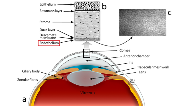 Anatomy diagram of the cornea